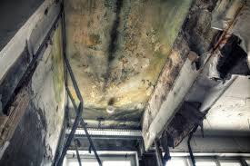 Best Attic Mold Removal in St Francis, MN